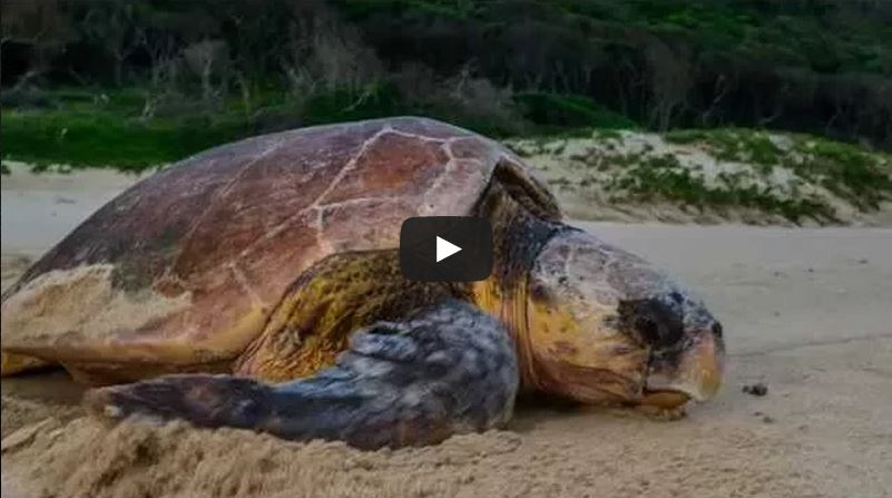 African Icons book has a special focus on the turtles of Isimangaliso ...