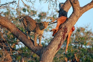 Leopard Kill - Jennifer Hughes