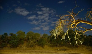 Night Skies At Rhino Post