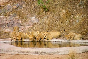 Lions At The Water Hole