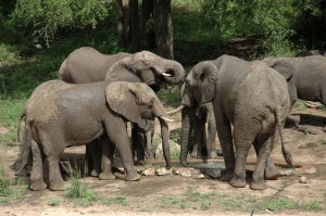 Elephants At Water Hole