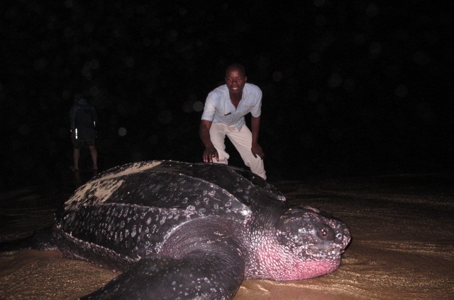 Fellow guide Thulani with a Leatherback Turtle