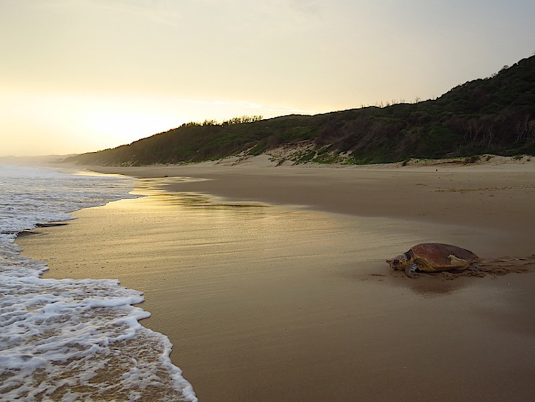 Turtle at Thonga Beach, Mabibi - photograph by Roger de la Harpe