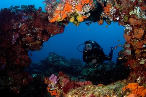 Luxury Dive Resort - Reef by Donna Scherer Fisheyeafrica