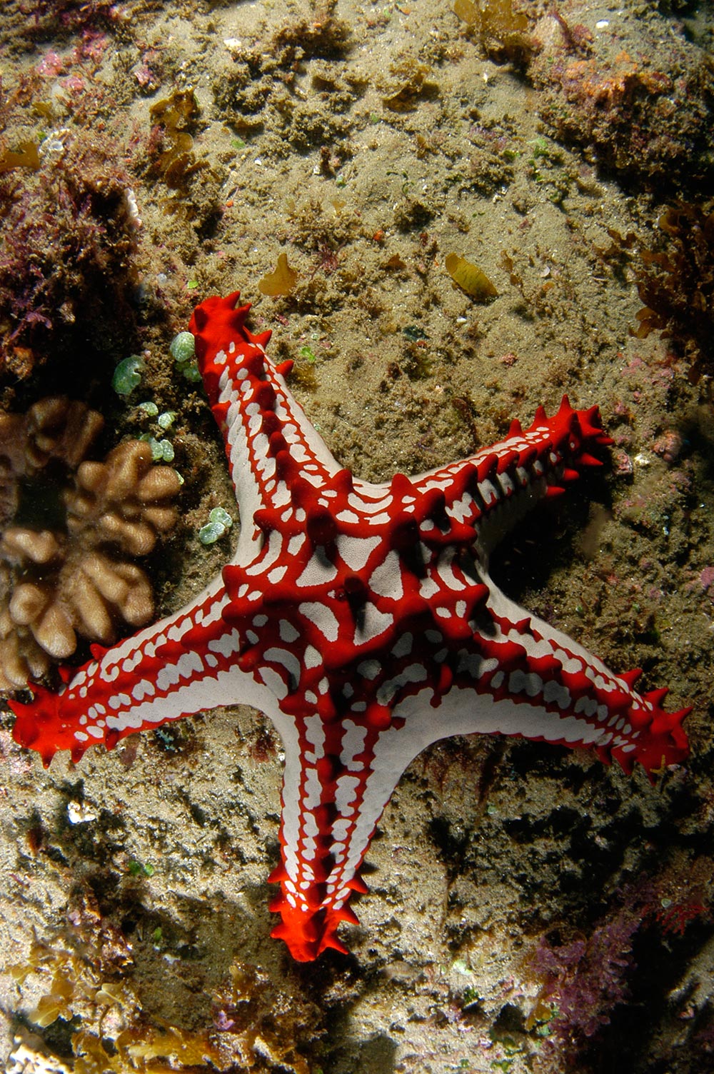 Starfish by Donna Scherer Fisheyeafrica