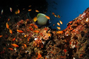 Reef by Donna Scherer Fisheyeafrica