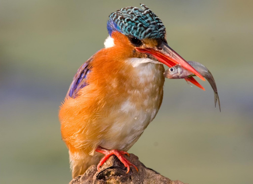 Malachite Kingfisher