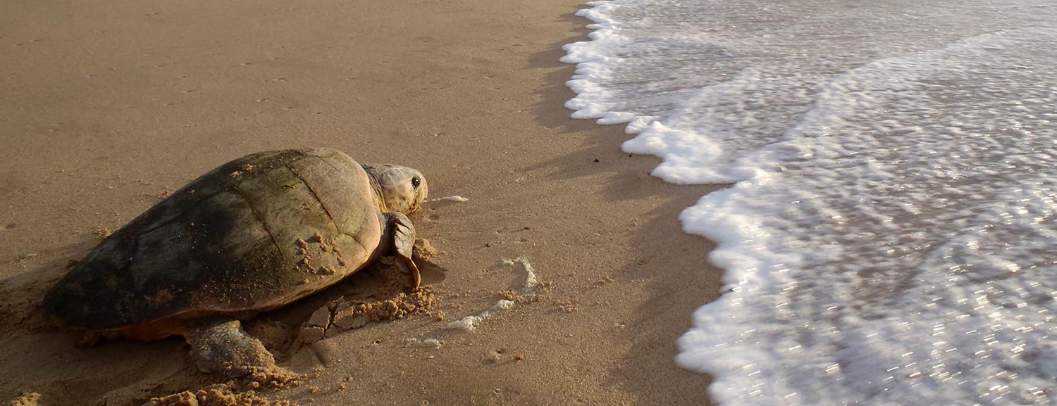 Turtle Tracking - Turtle Returning To The Sea
