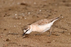 White Fronted Plover
