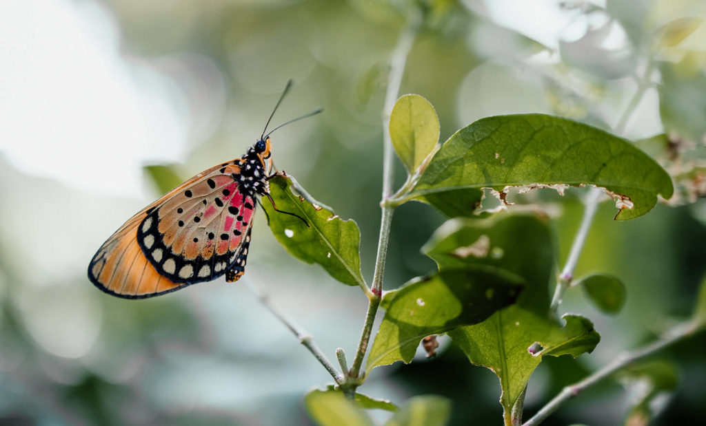 ThongaBeach_Experiences_ForestWalks_Butterfly-Banner ThongaBeach_Experiences_ForestWalks_Butterfly-Banner
