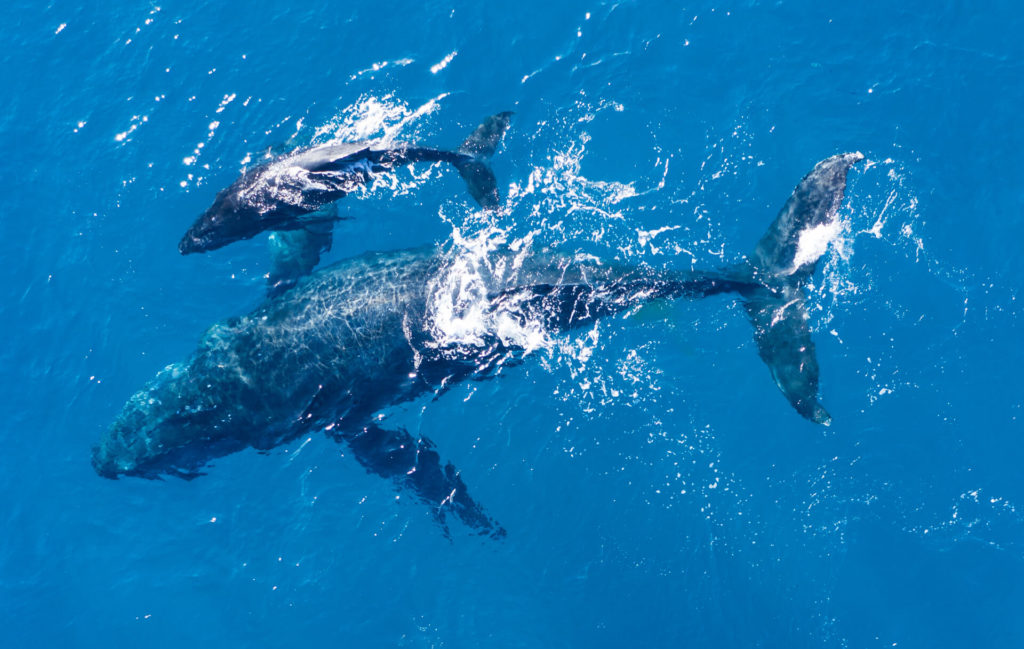 ThongaBeach_Experiences_Ocean-Safari_Whales-banner