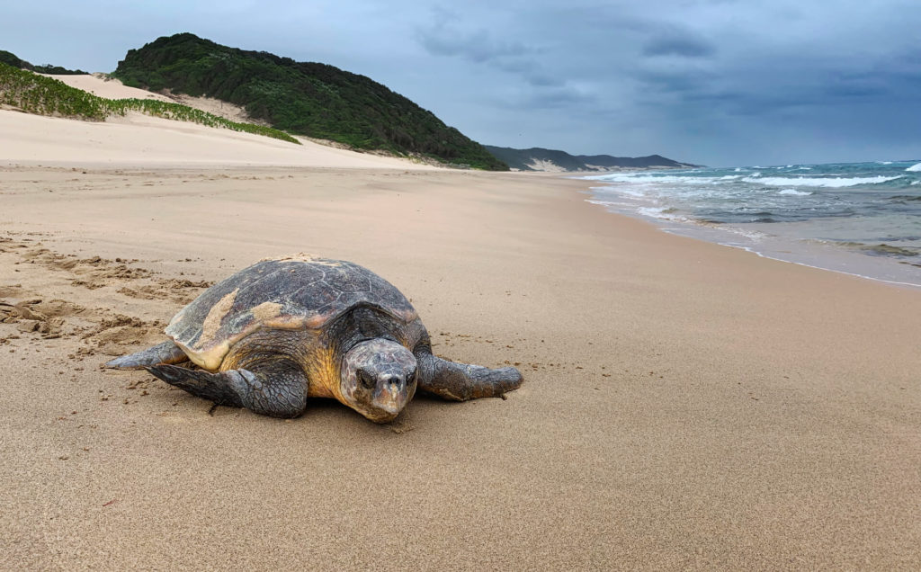 ThongaBeach_Experiences_TurtleTracking_Leatherback-Loggerhead-banner ThongaBeach_Experiences_TurtleTracking_Leatherback-Loggerhead-banner