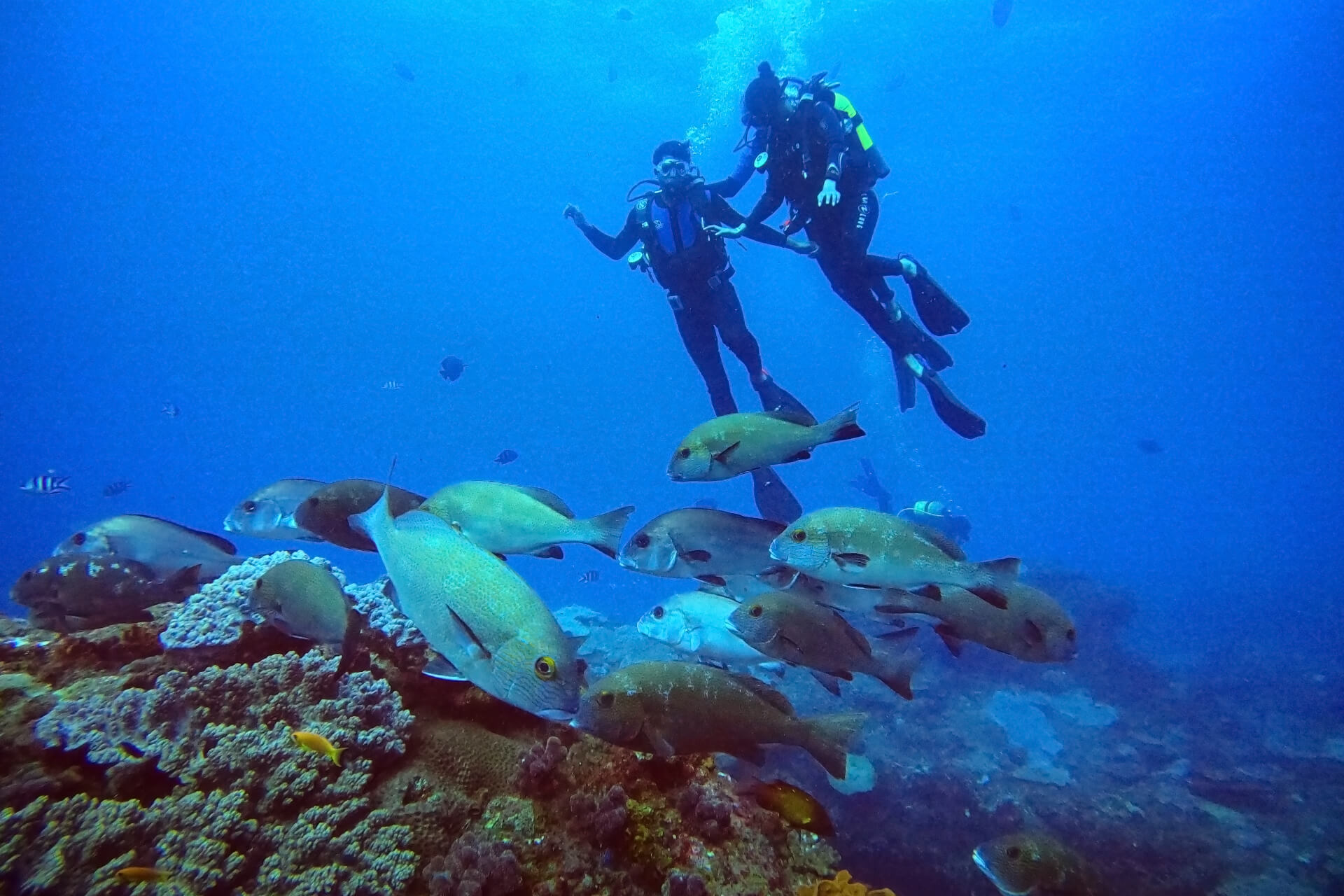 Ditch the snorkel 🤿 #beach #fyp #diving #scuba, Scuba Diving