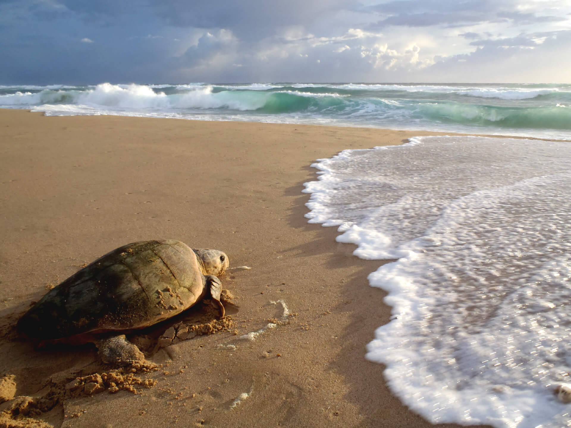 Ocean Safaris at Thonga Beach Lodge | Swim with Dolphins & Turtles
