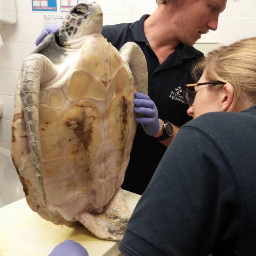 Bob the turtle was assessed and found to have severe bruising and substantial damage to the underside of his shell (known as the plastron)