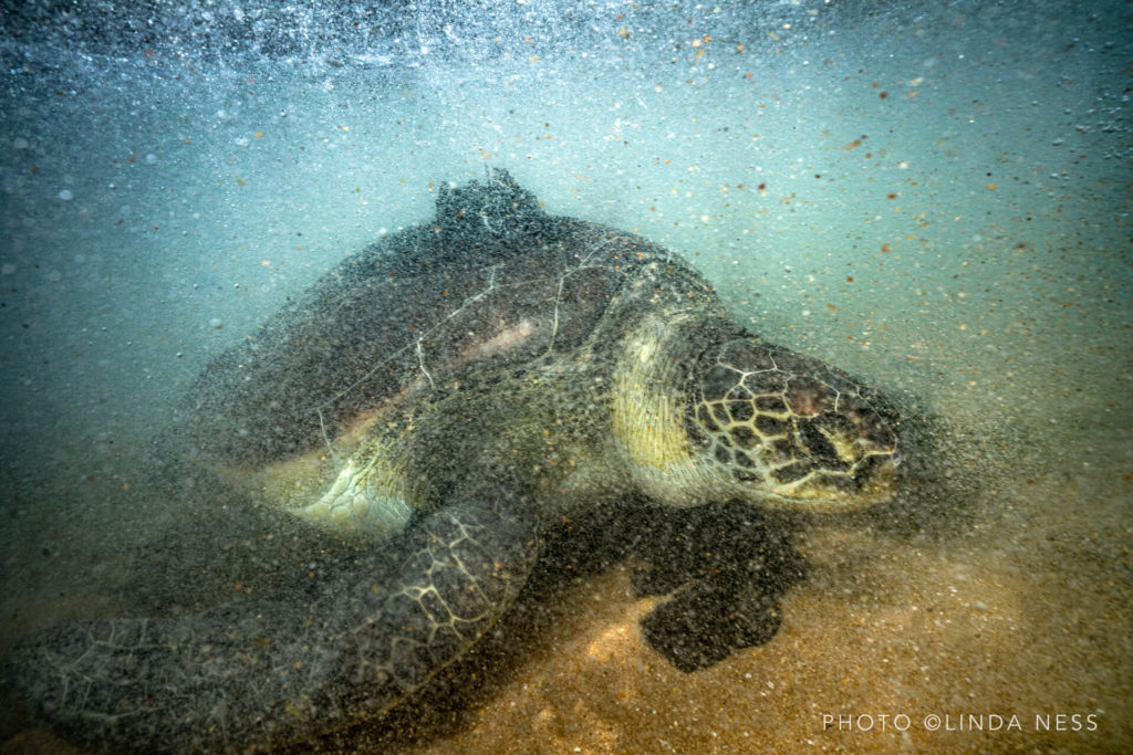 Underwater image of Bob the turtle on the day he was released