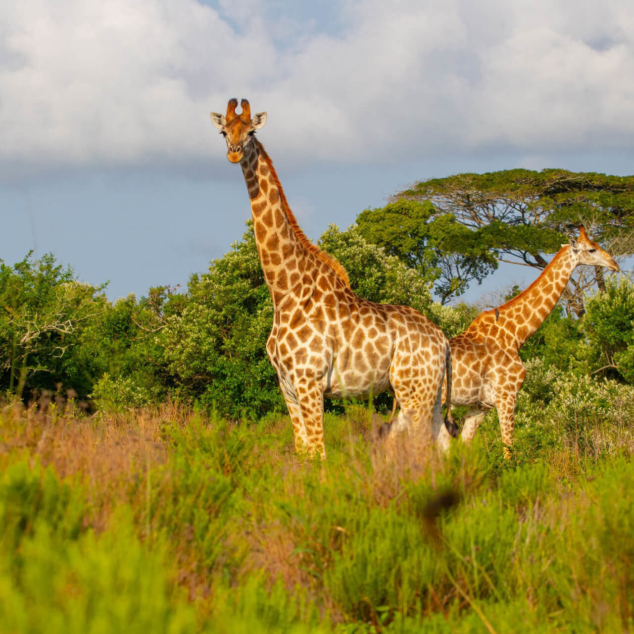 Tower of Giraffe