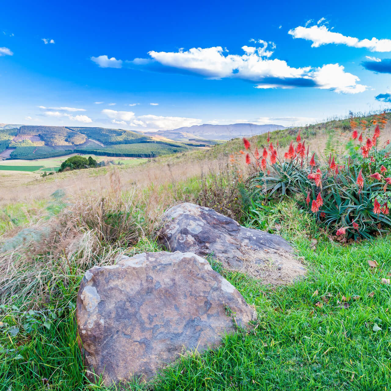 Beautiful flowering Aloes of the Natal Midlands 