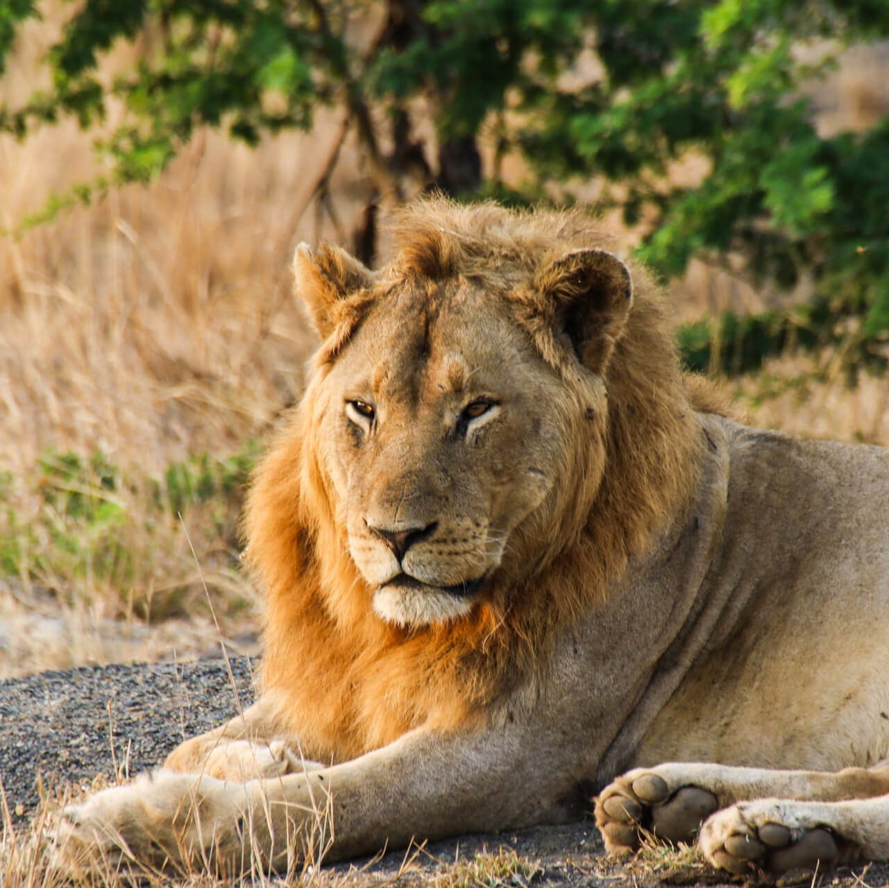 Male Lion