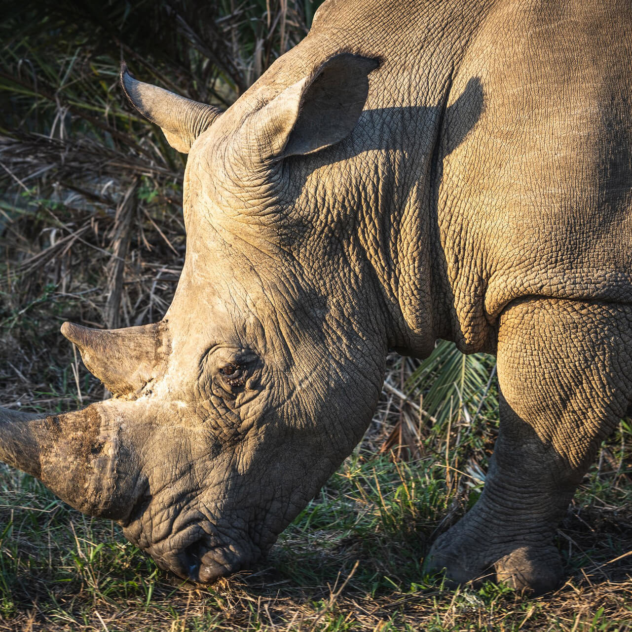 White Rhino