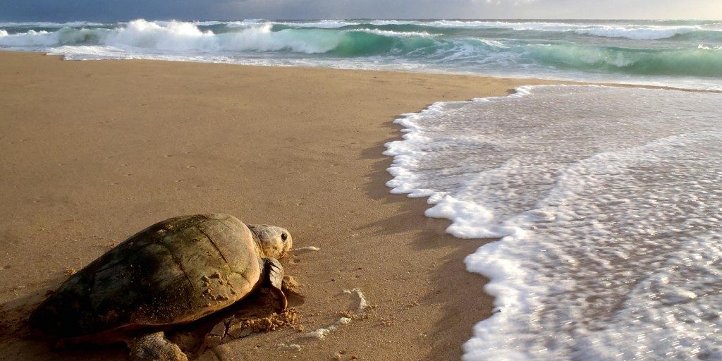 Turtle Tracking - Turtle After Laying by Donna Scherer Fisheyeafrica