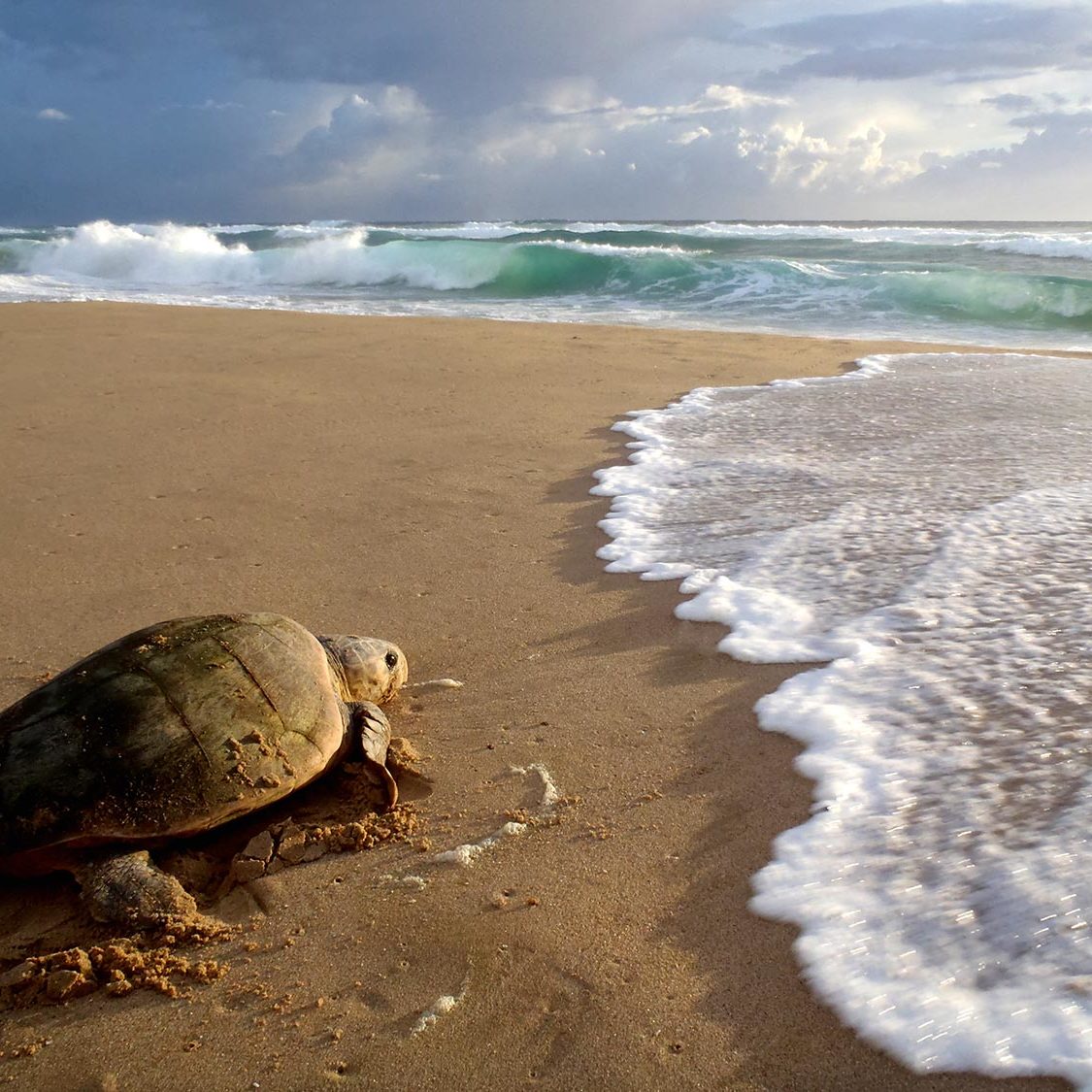 Turtle After Laying by Donna Scherer Fisheyeafrica Turtle Tracking - Turtle After Laying by Donna Scherer Fisheyeafrica