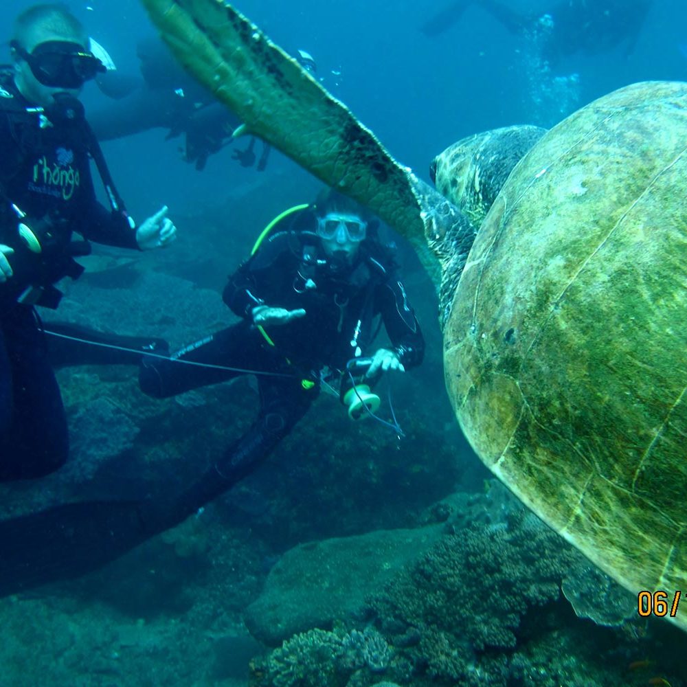 Diving At Thonga Luxury Dive Resorts - Diving At Thonga