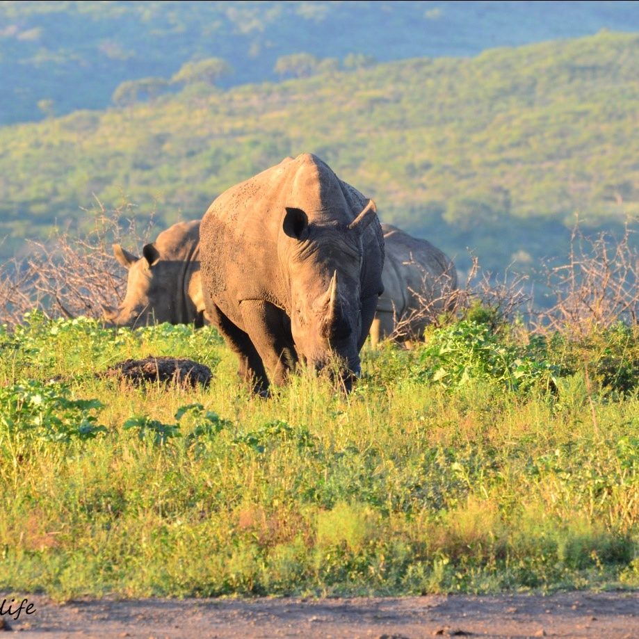 Jason Kipling Rhino 4 Photograph of rhino by Jason Kipling, Ranger, Rhino Ridge Safari Lodge