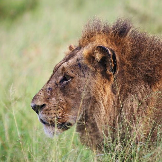 Male lion spotted from Rhino Post Safari Lodge