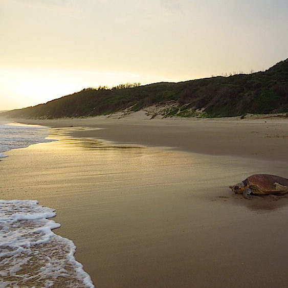 Turtle at Thonga Beach, Mabibi - photograph by Roger de la Harpe