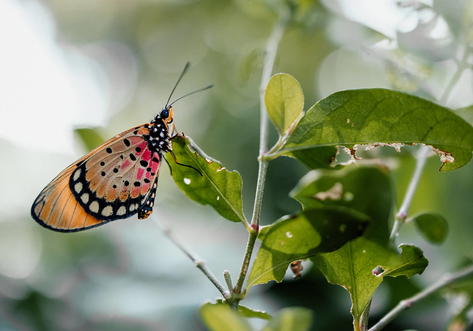 ThongaBeach_Experiences_ForestWalks_Butterfly-Banner