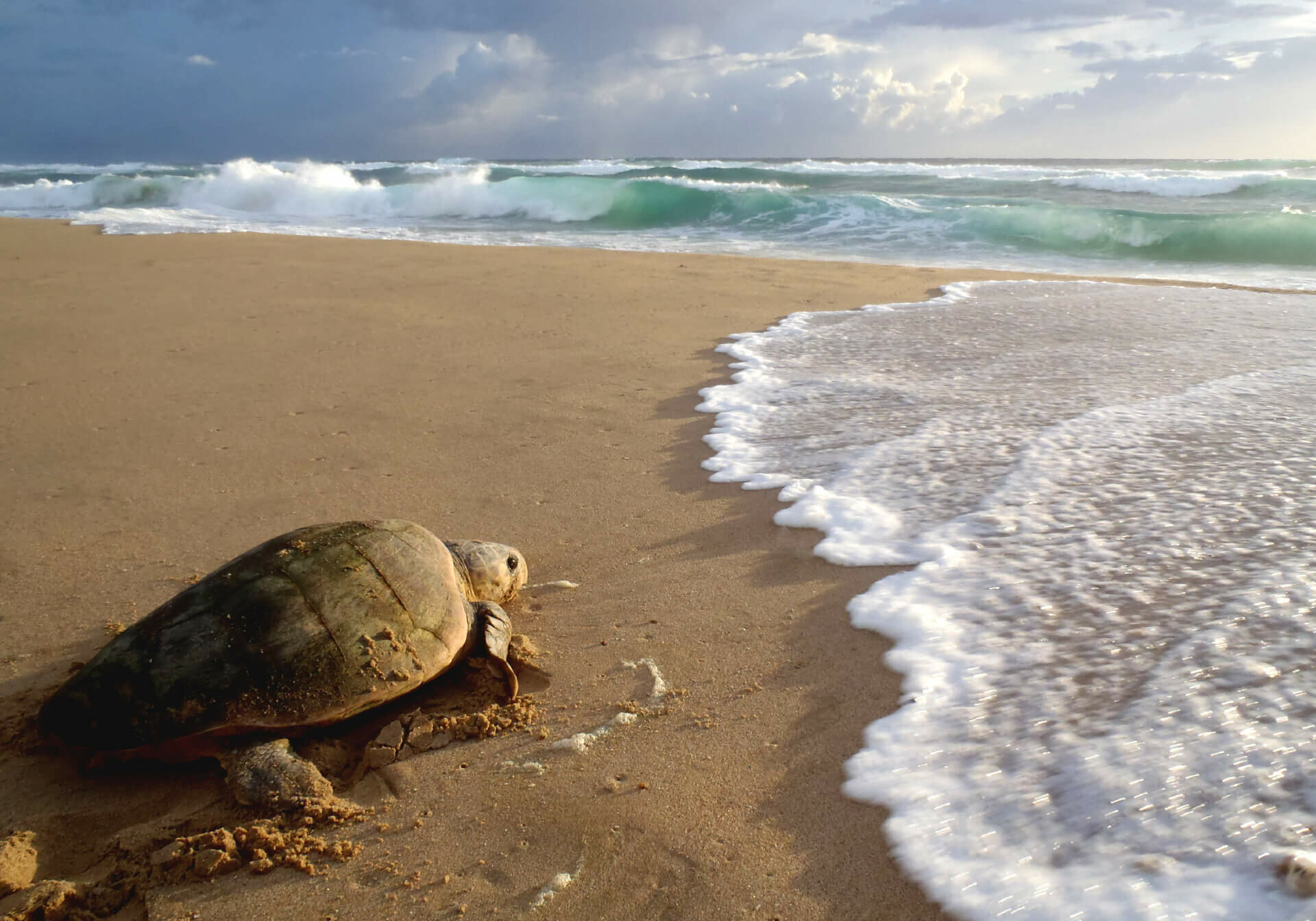ThongaBeach_Experiences_Intro_Turtle