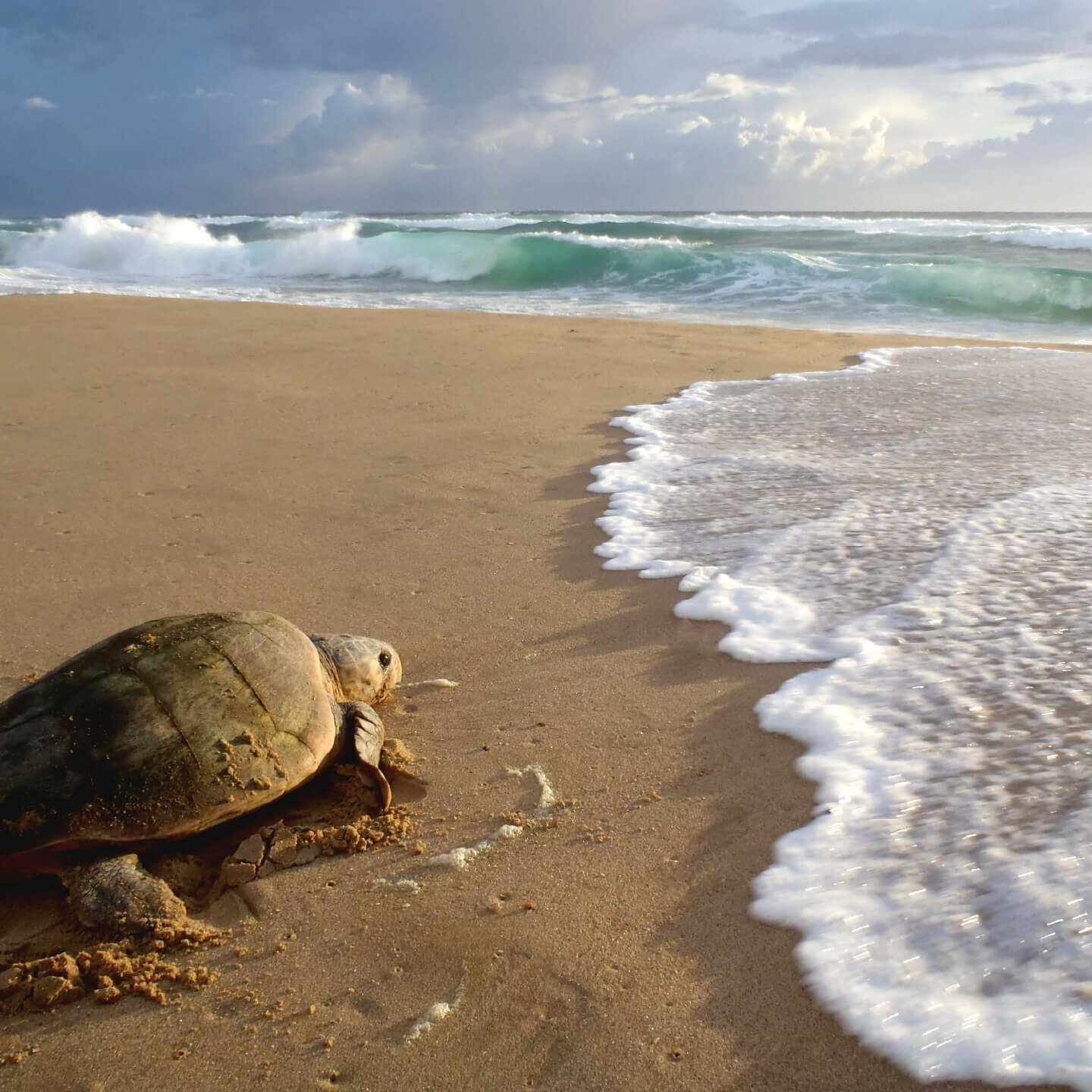 ThongaBeach_Experiences_Intro_Turtle