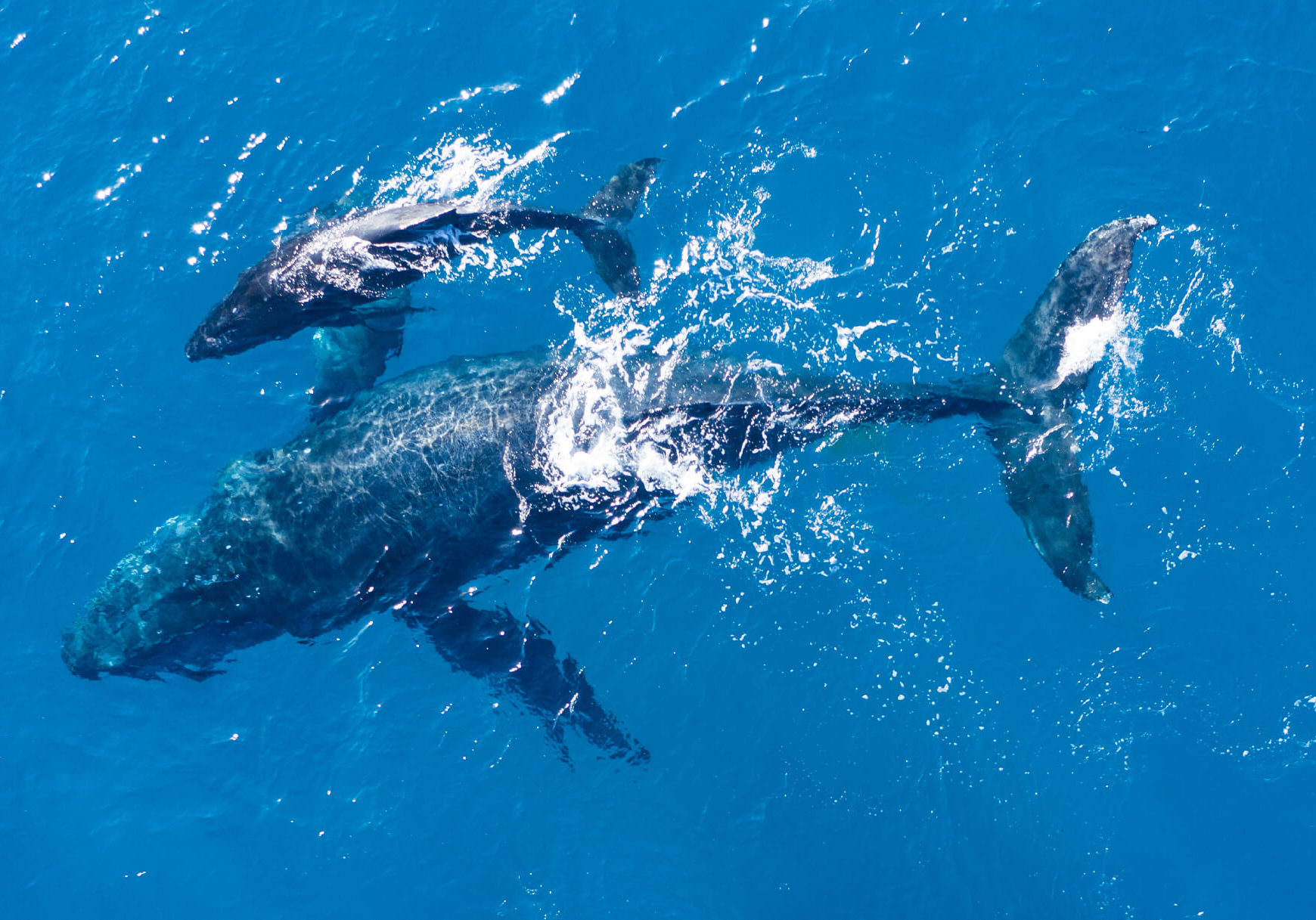 ThongaBeach_Experiences_Ocean-Safari_Whales-banner