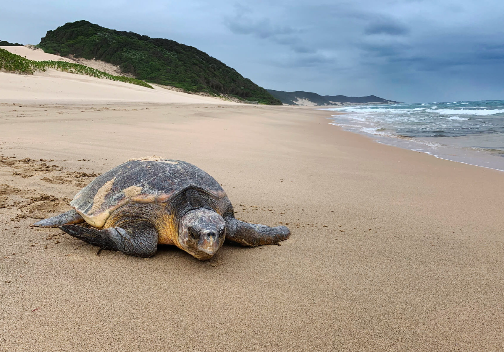 ThongaBeach_Experiences_TurtleTracking_Leatherback-Loggerhead-banner