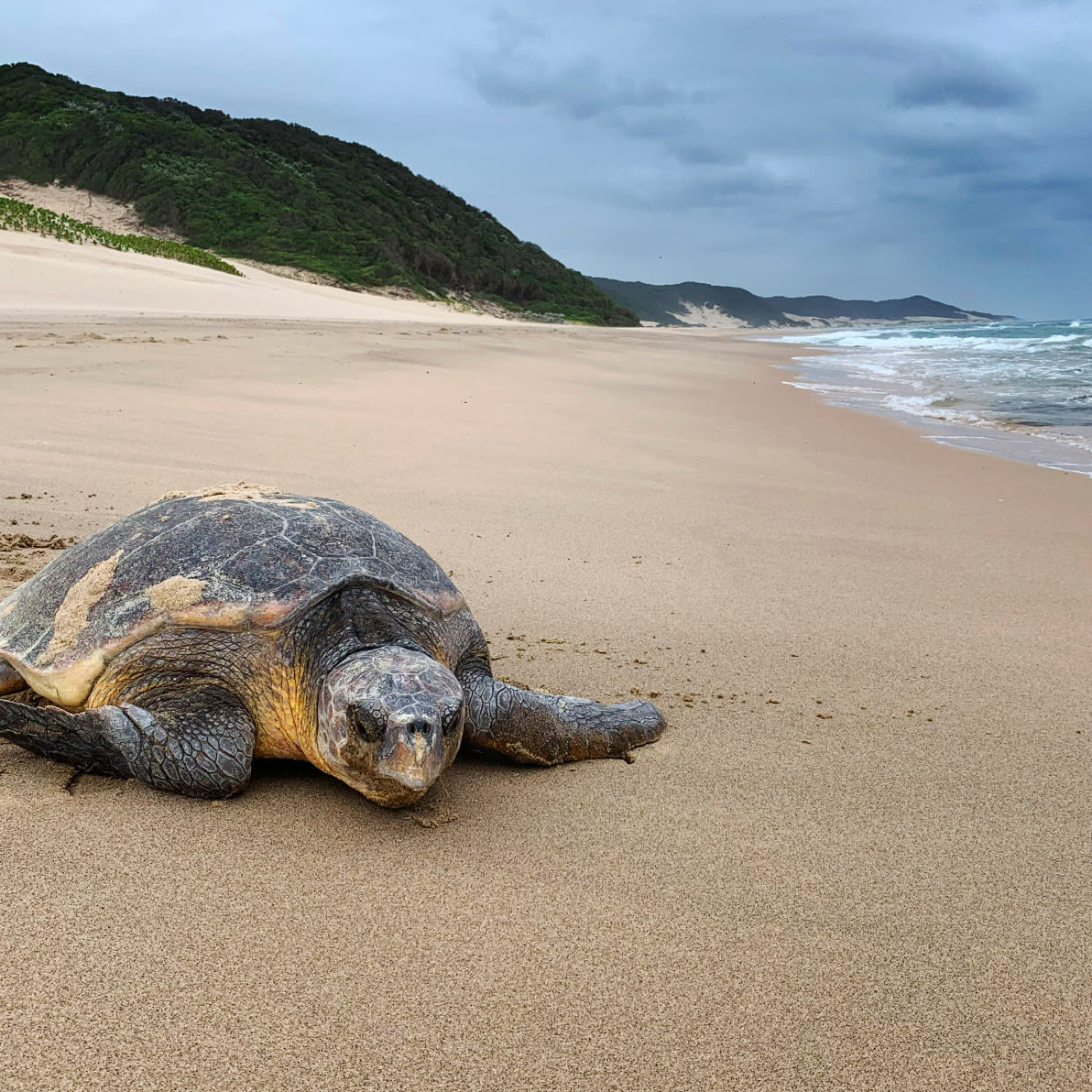 ThongaBeach_Experiences_TurtleTracking_Leatherback-Loggerhead-banner