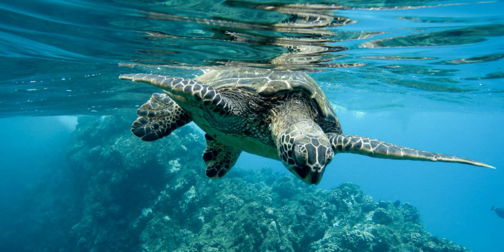 ThongaBeach_Images_Turtle-Turtle-Swimming