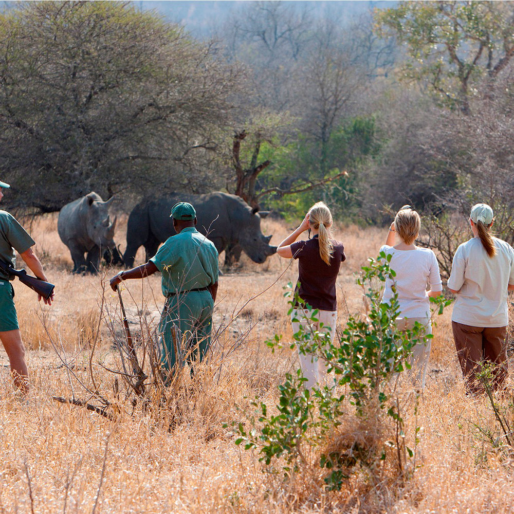 Daily Walking Safaris In Big 5 Territory - available at Plains Camp only Daily Walking Safaris In Big 5 Territory - available at Plains Camp only