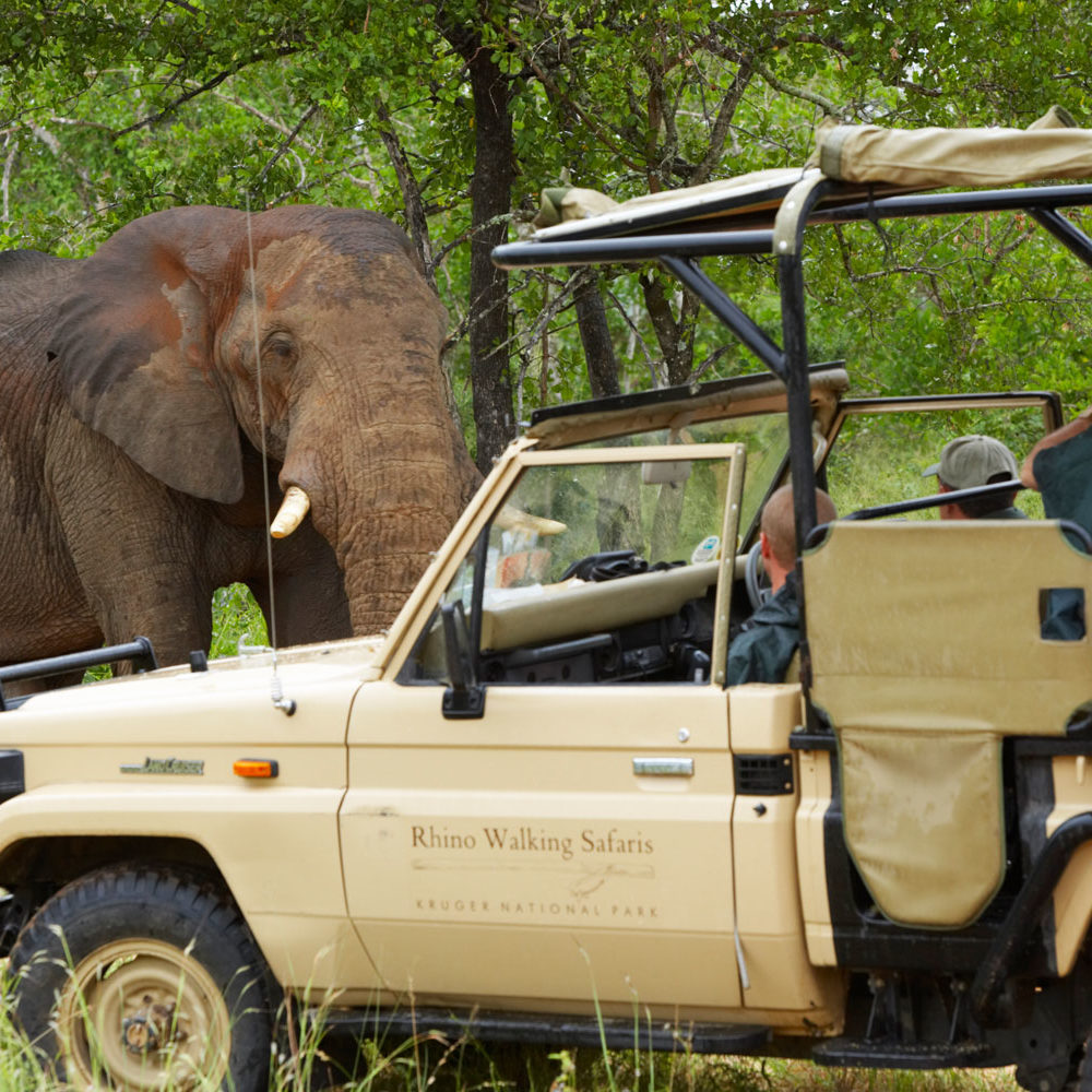 Evening Safari Drive From Plains Camp Evening Safari Drive From Plains Camp
